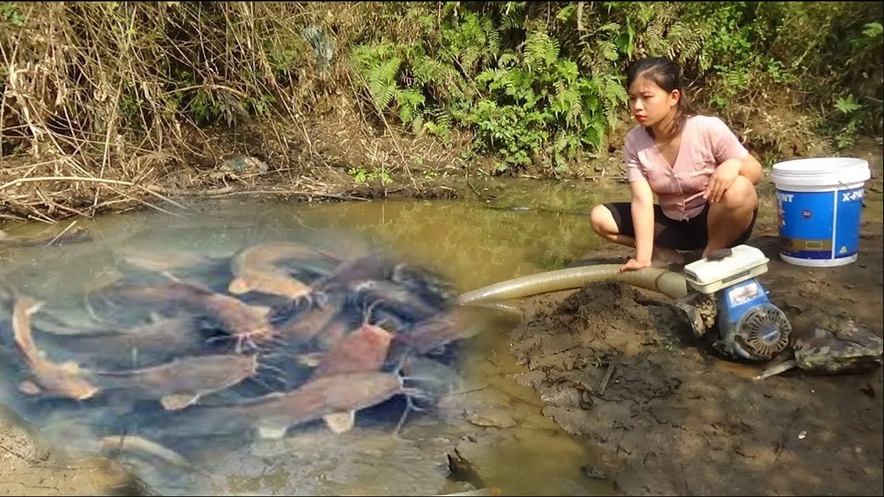 Top video Harvesting fish - Hunting wild fish - Unique fishing - Pump fishing technology