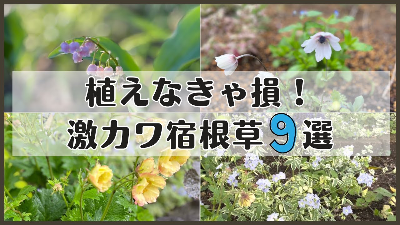 《これ何？差がつく！めちゃカワ宿根草９選》弱そうだけど意外と強い宿根草／５年以上植えっぱなしあり／また絶対育てたい品種