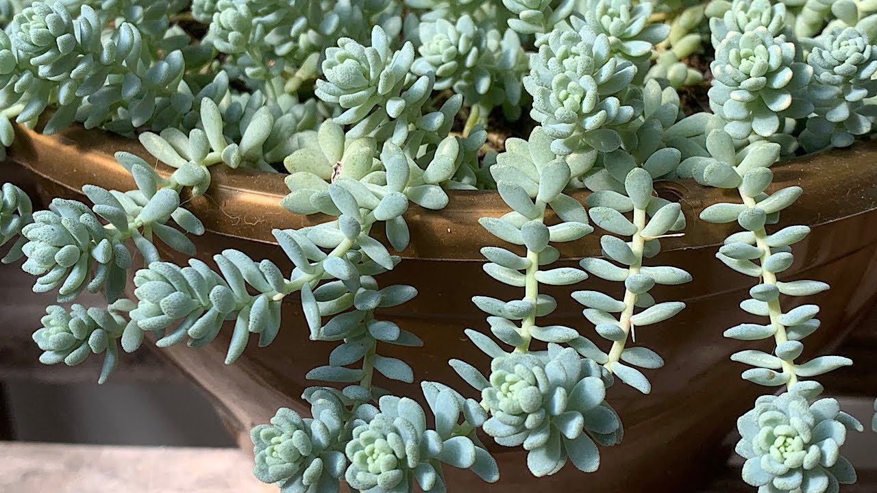 Sedum Dasyphyllum | Como ter sucesso no cultivo