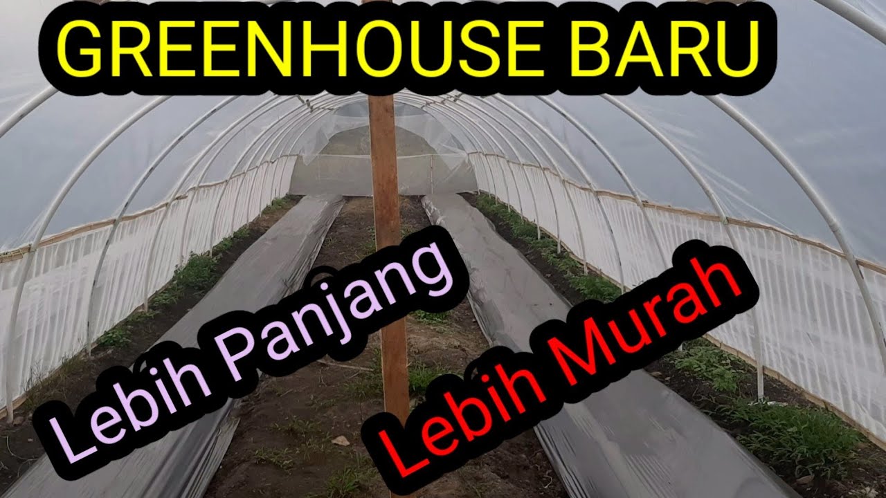 Greenhouse Paralon(pipa PVC) baru. Lebih Panjang lebih Murah. Daya Tahan Sama..