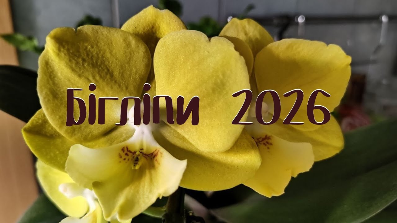 Квітування бігліпів 