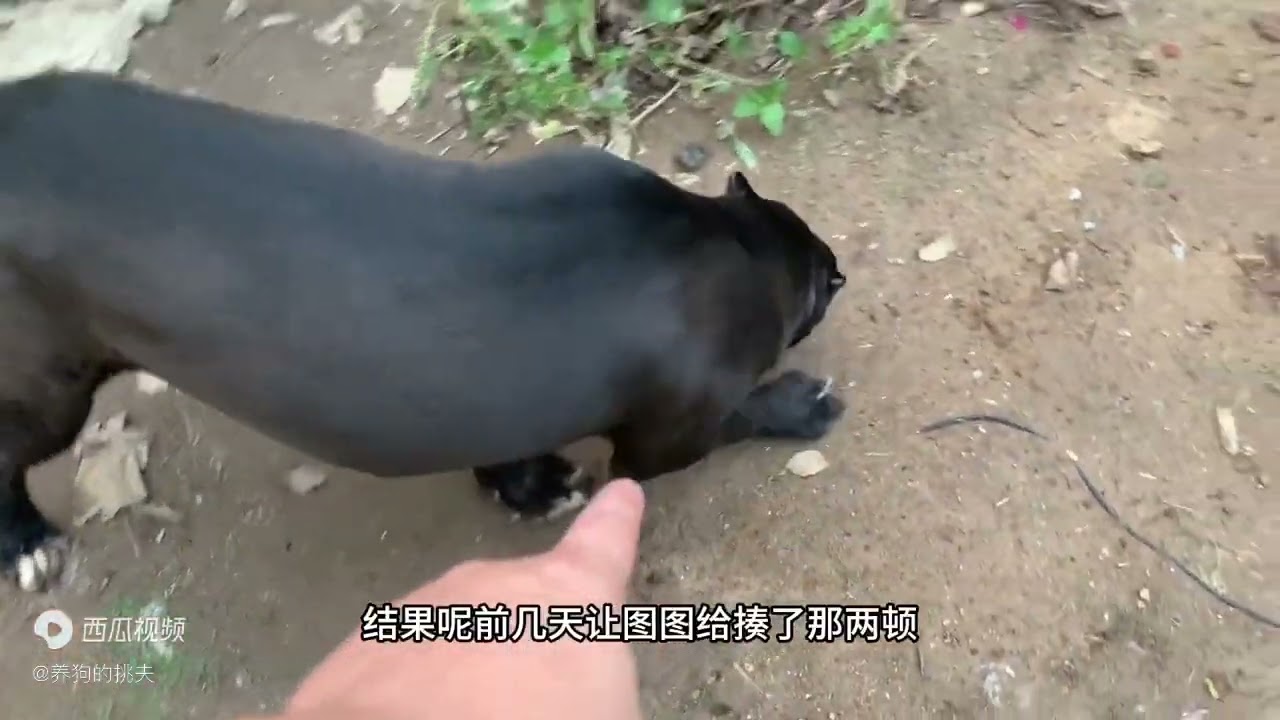 加纳利犬小黑暴雨后变得不听话，主人一招制服