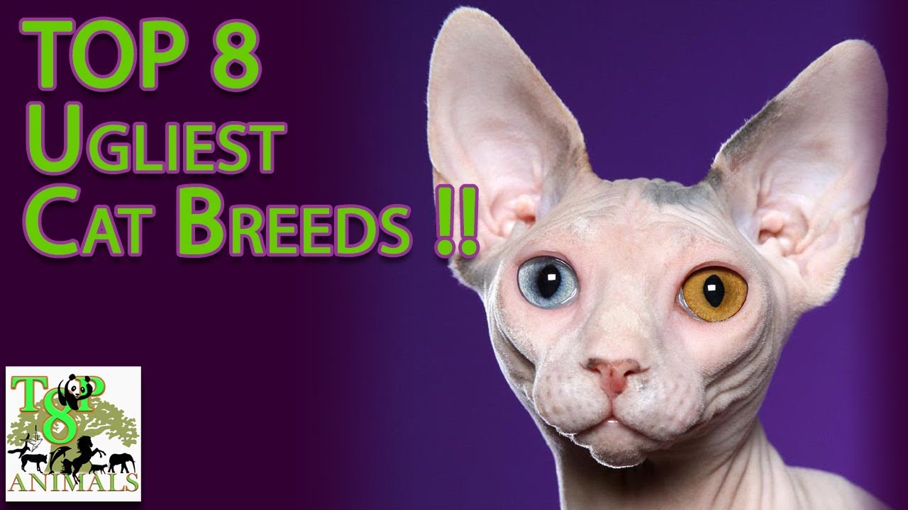 Top 8 Ugliest Cat Breeds !