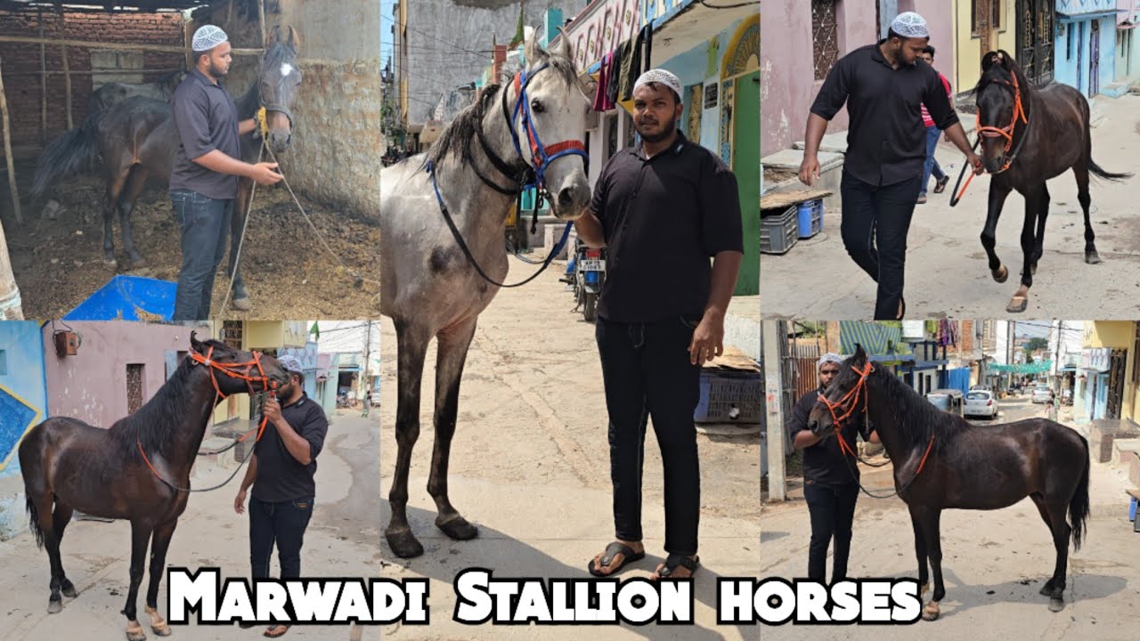 Marwadi Stallion horses available in Hyderabad | marwad ghode ghodiya in Hyderabad Shastripuram 