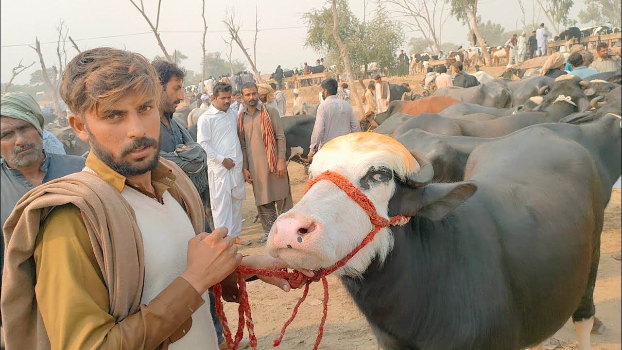 نیلی اور راوی کی خوبصورت اور نسلی جھوٹیاں || بھینسوں کے شوقین دوستوں کیلئے خصوصی ویڈیو