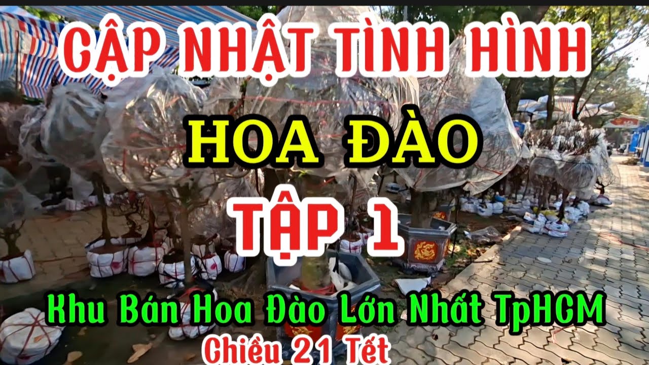 CẬP NHẬT TÌNH HÌNH NƠI BÁN HOA ĐÀO LỚN NHẤT SAIGON - CÔNG VIÊN 23/9 (Chiều 21 Tết )