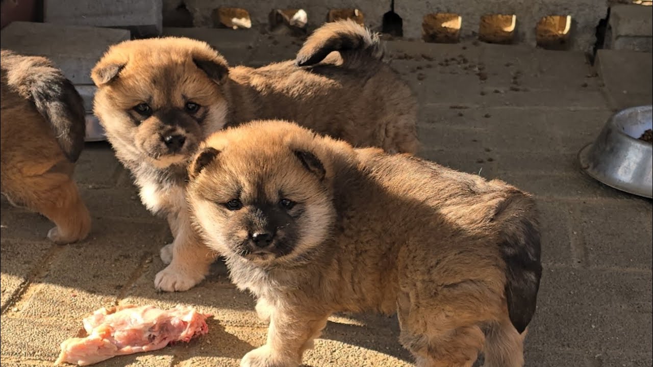 강아지들의 생닭 파티🐶