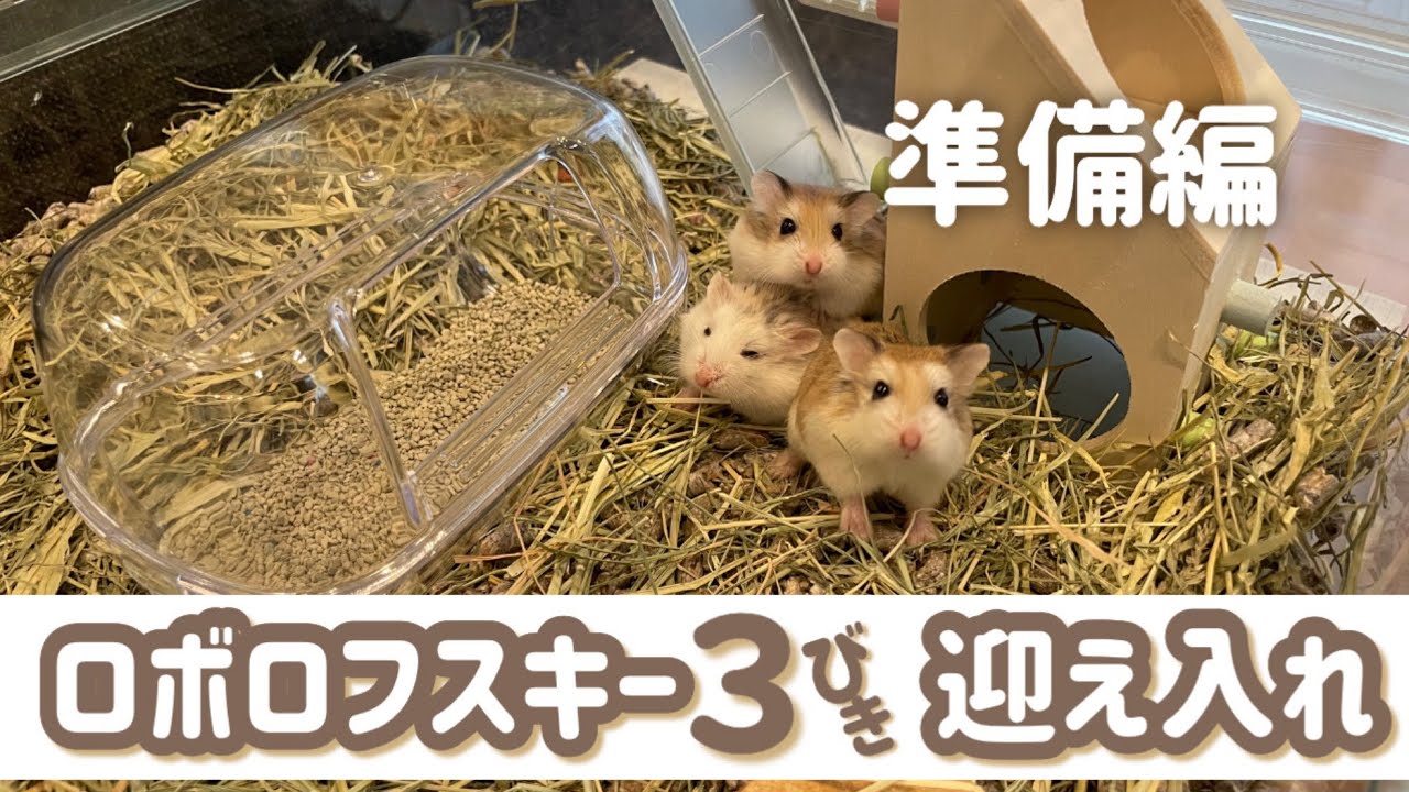 【迎え入れ準備】ロボロフスキーのお部屋作り