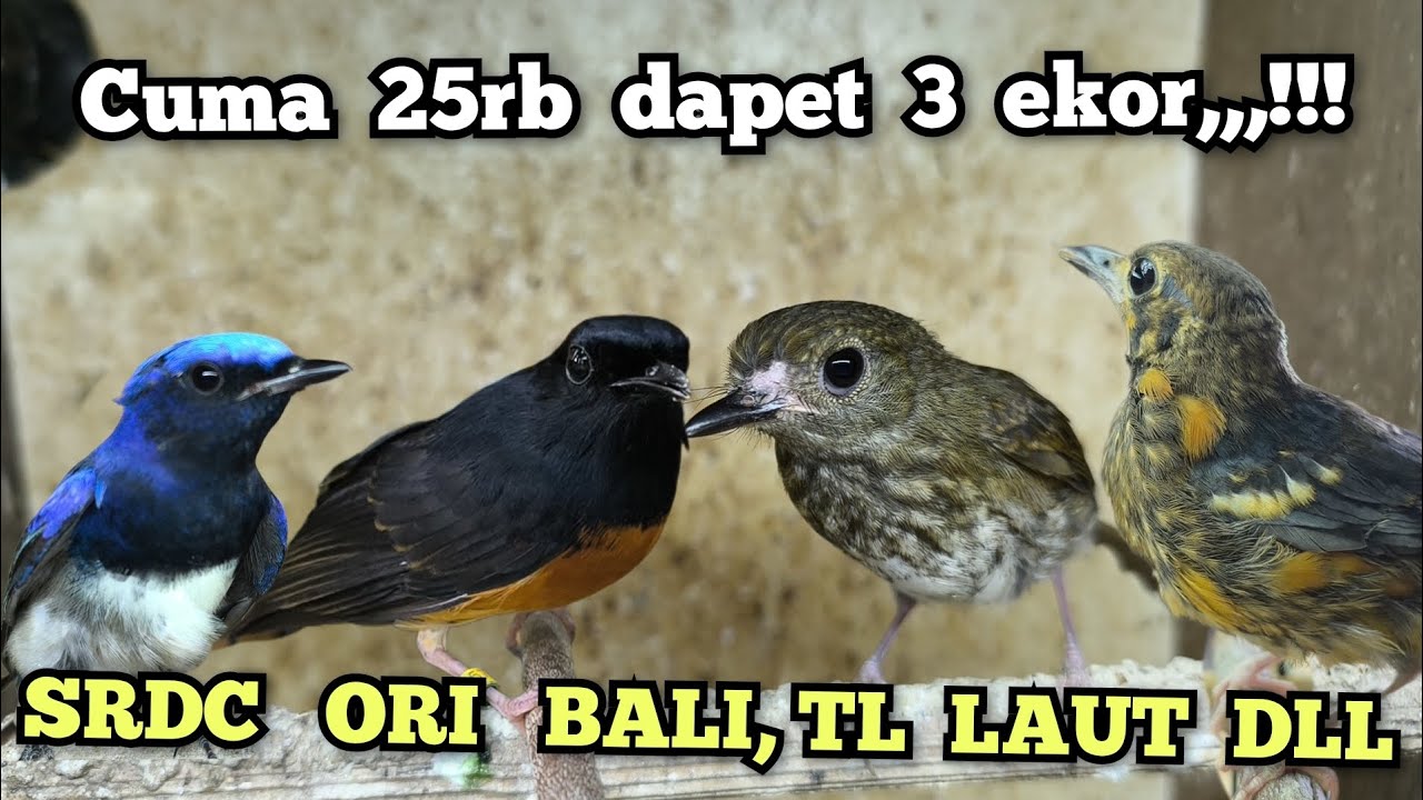 CUMA 25rb DAPET 3 EKOR‼️ SRDC ORI BALI, TLEDEKAN LAUT DLL...‼️‼️