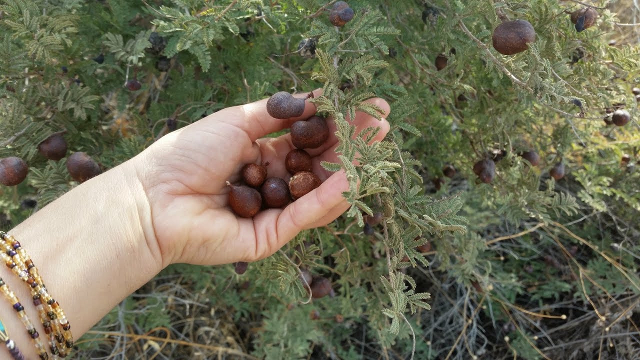 ליקוט ינבוט השדה - עם בת קיימא