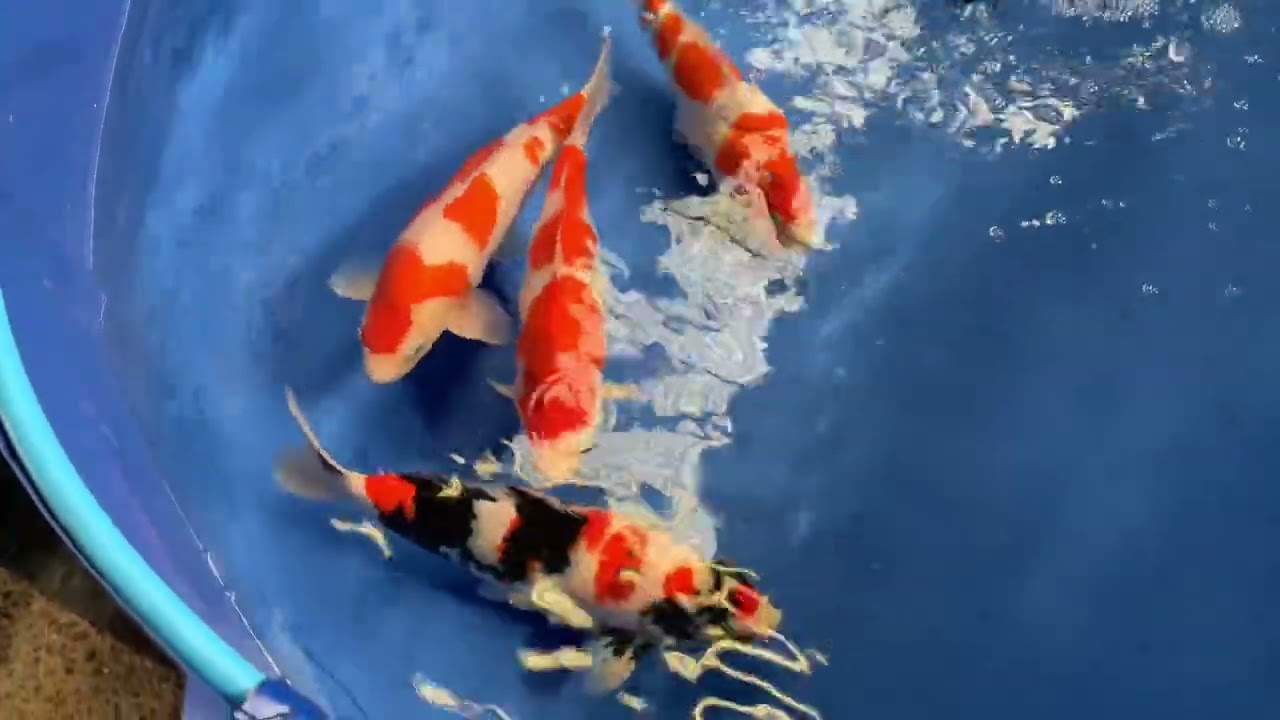 The Great British Koi Show 2022 - show vats