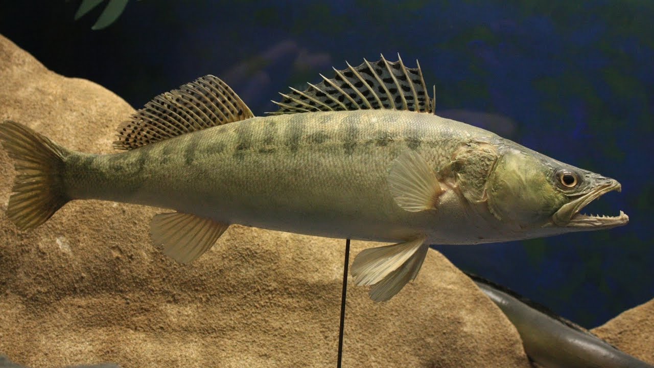 Top 50 curiozitati despre SALAU