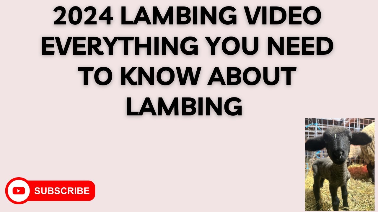 Sheep Lambing Video| Sheep Labor Signs| How to Know if a Sheep is in Labor|