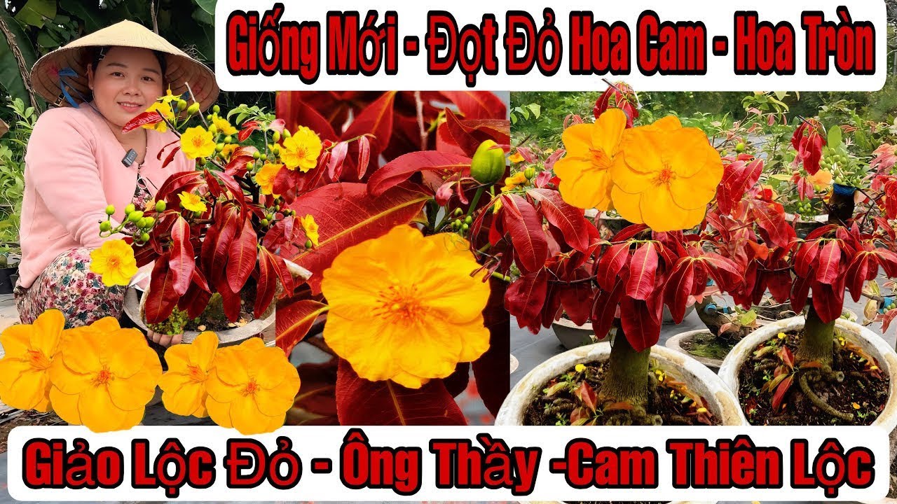 20/3☎️0357410277☎️🌲Mai Vàng Giá Rẻ🌲Cam Thuên Lộc-Giảo Ông Thầy-Hoa Hồng Lê Nguyễn-Nhị Ngọc Toàn🌲