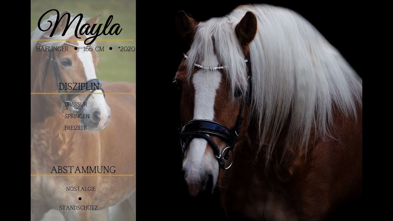 ПРОДАНО: ** Майла ** Dederichs Horse Trading **