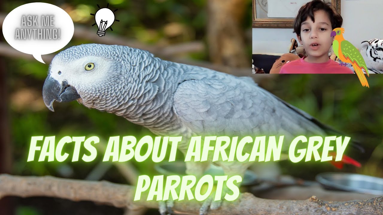 ANIMAL FACTS: AFRICAN GREY PARROTS | AN INTELLIGENT, ENDANGERED, AND HIGH MAINTENANCE BIRD PET!