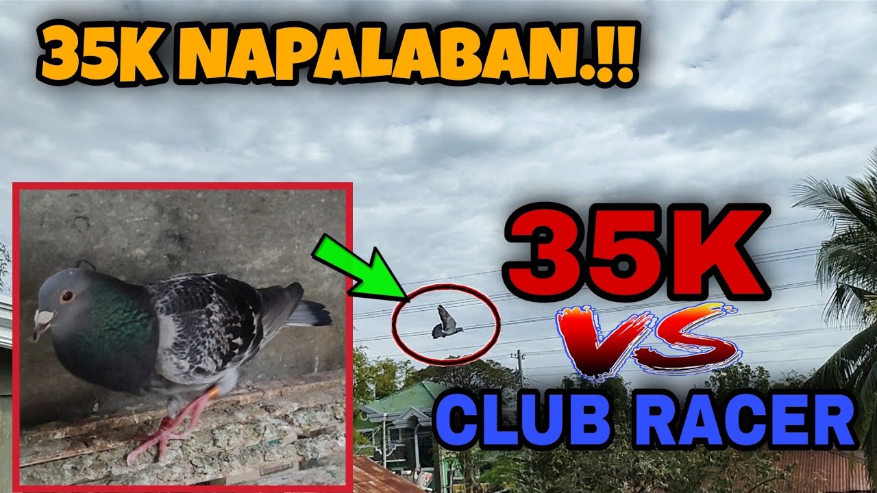 35K SINUBOK ANG GALING!! | KARERA NG KALAPATI