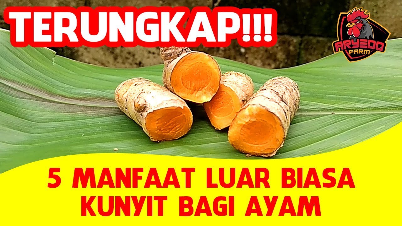 Mengungkap 5 Manfaat Luar Biasa Kunyit Bagi Ayam & 3 Cara Mengolahnya