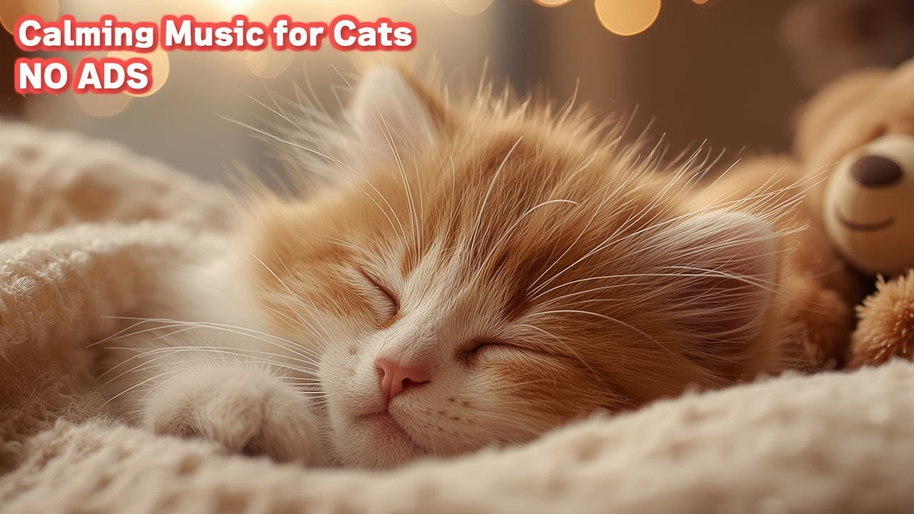 Cat Sleep Music 12 Hours No Ads 🐱 Music for Cats to Go to Sleep - Purring Sounds / vol.39