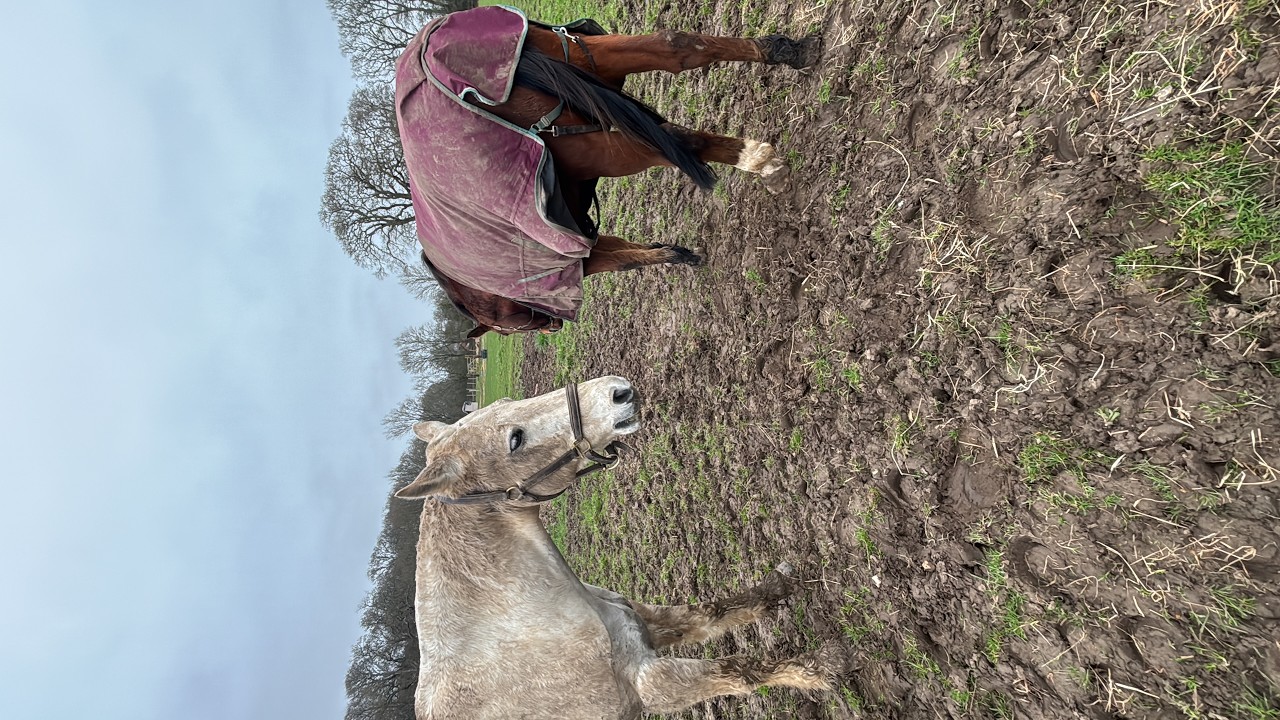 vet day for both horses!!!