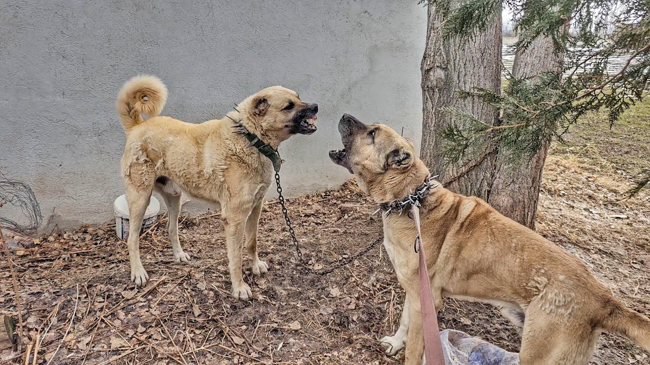 İKİ LİDER KÖPEK KARŞI KARŞIYA GELDİ ~KEŞ VS ÇAPO