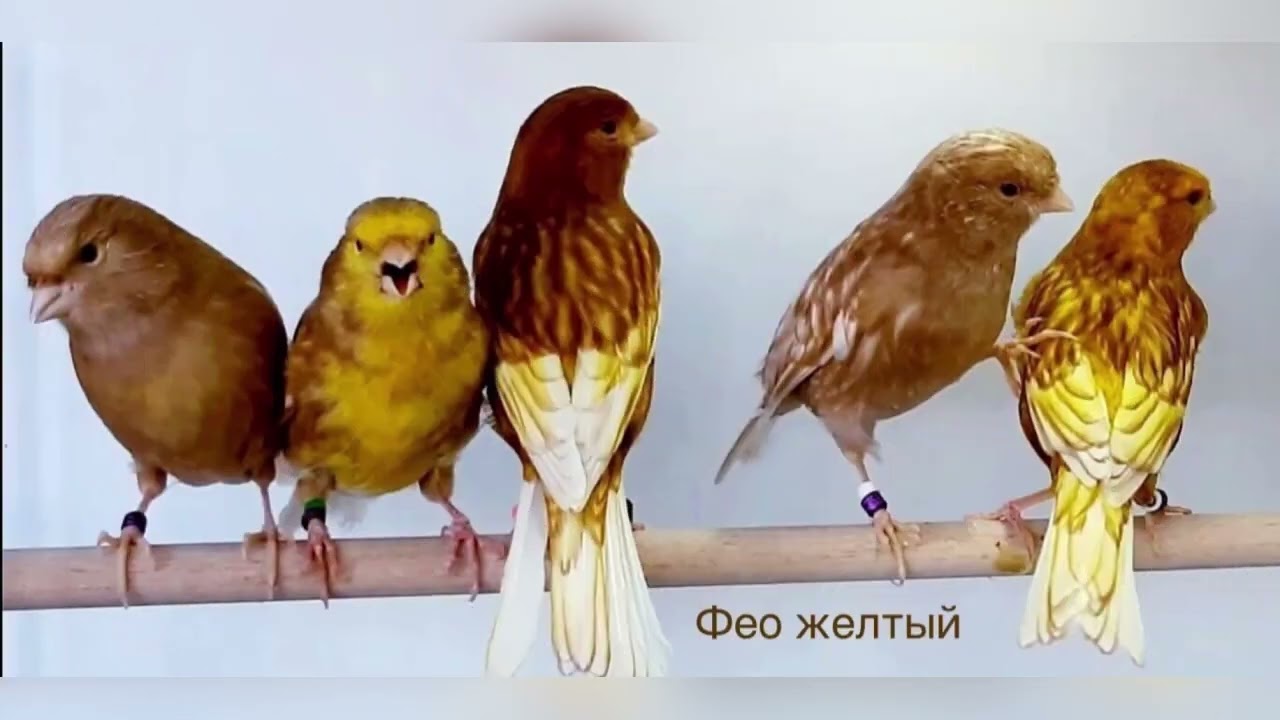 Анапские цветные канарейки