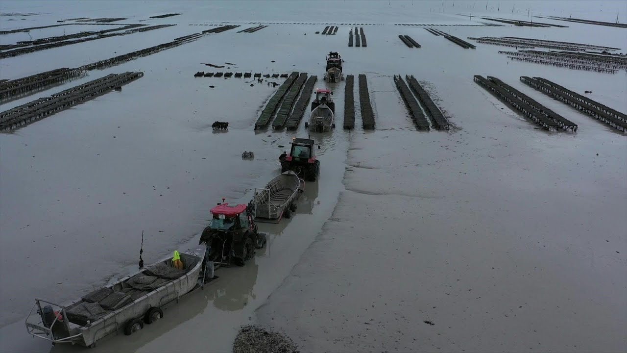 Bretagne: effervescence autour des huitres de Cancale | AFP Reportage
