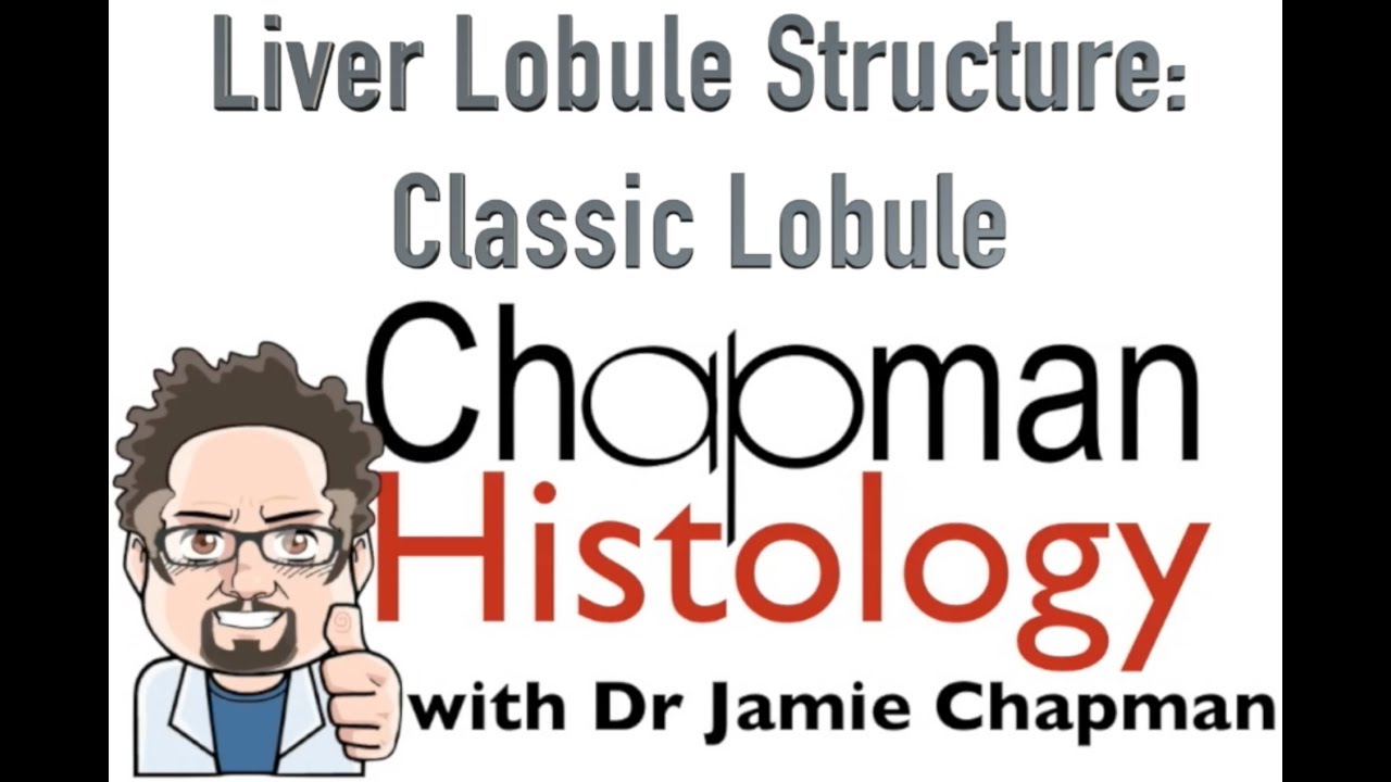 3 Min Histology - Classic Liver Lobule