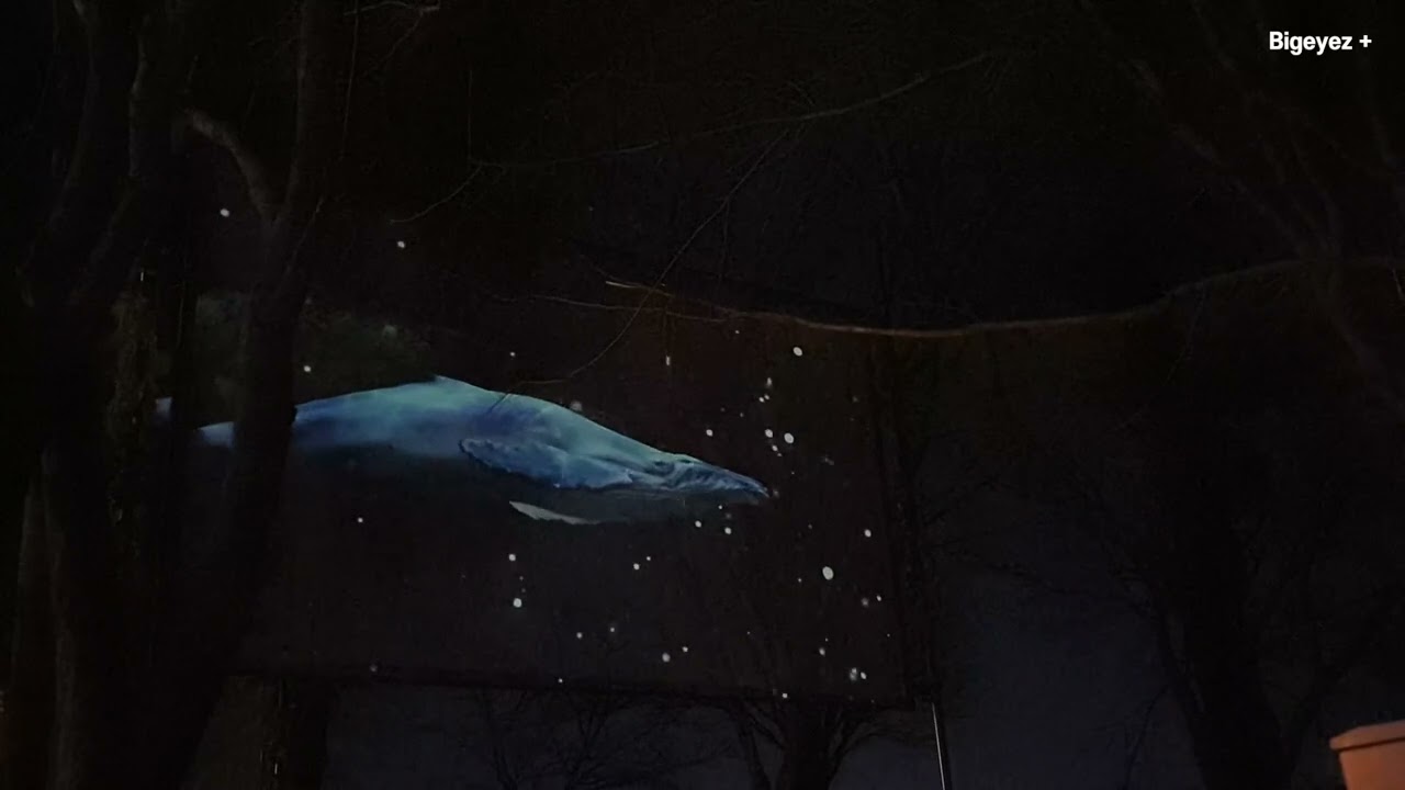 illusion Forest - Hologram