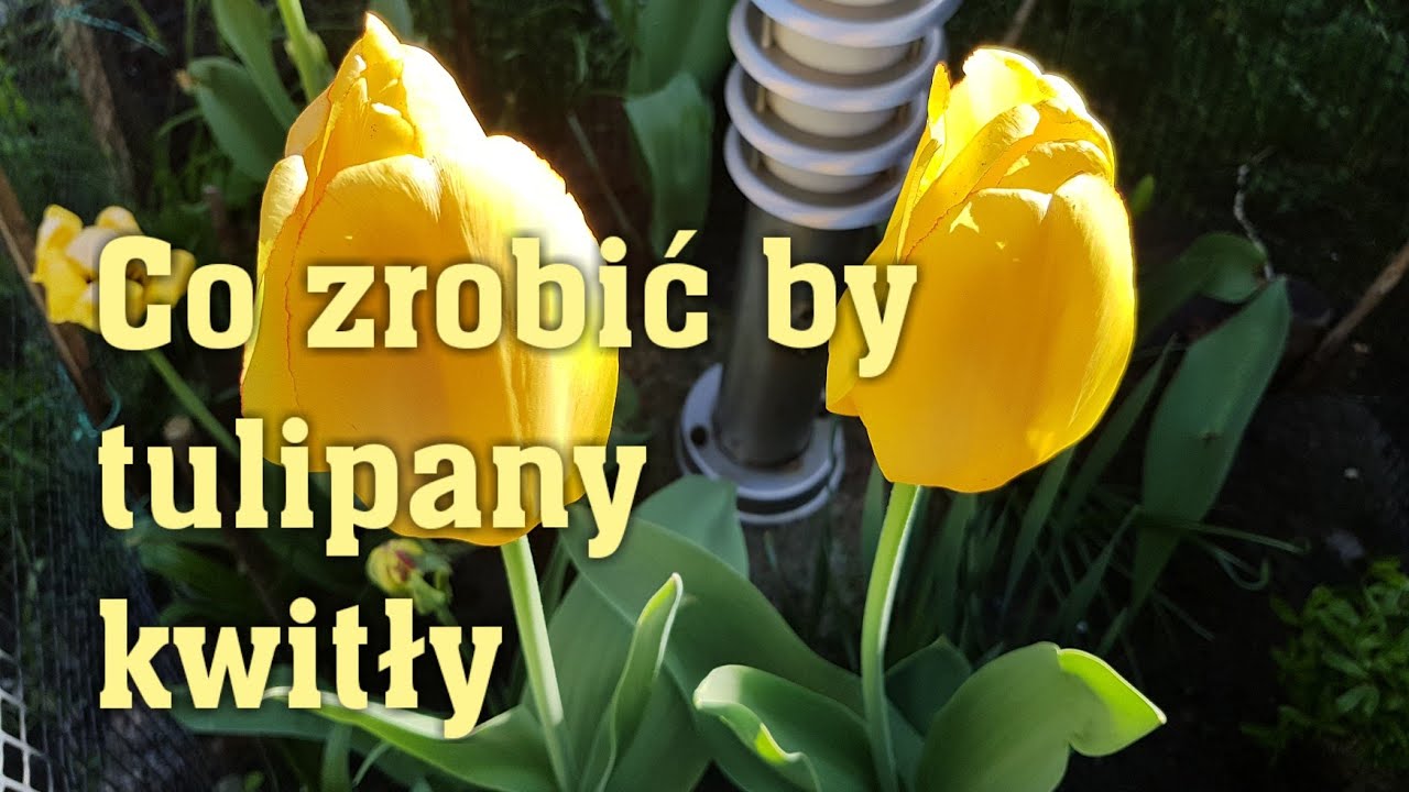 Twoje tulipany nie kwitną? Jest na to prosty spos&oacute;b.
