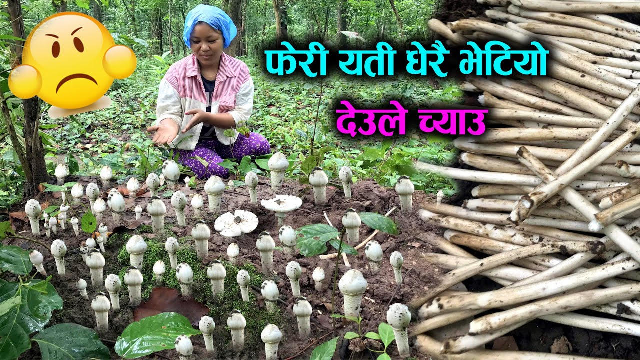 Oho 🙆‍♀️ Feri Yati Bhetiyo Ta Deule Chyau || Wild Deule Mushroom 🍄🍄🍄 Hunting in Nepal 2082 EP - 19