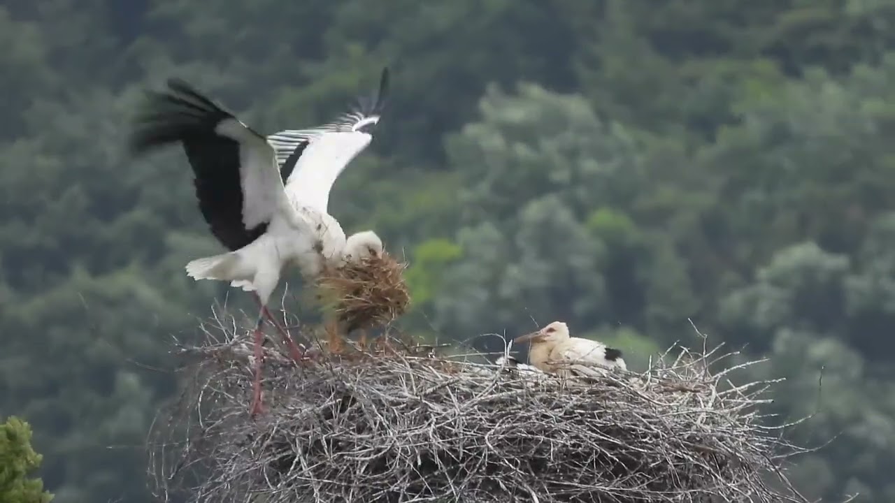 鳴門コウノトリ 2024/05/12 撮影 成長記録 徳島県鳴門市