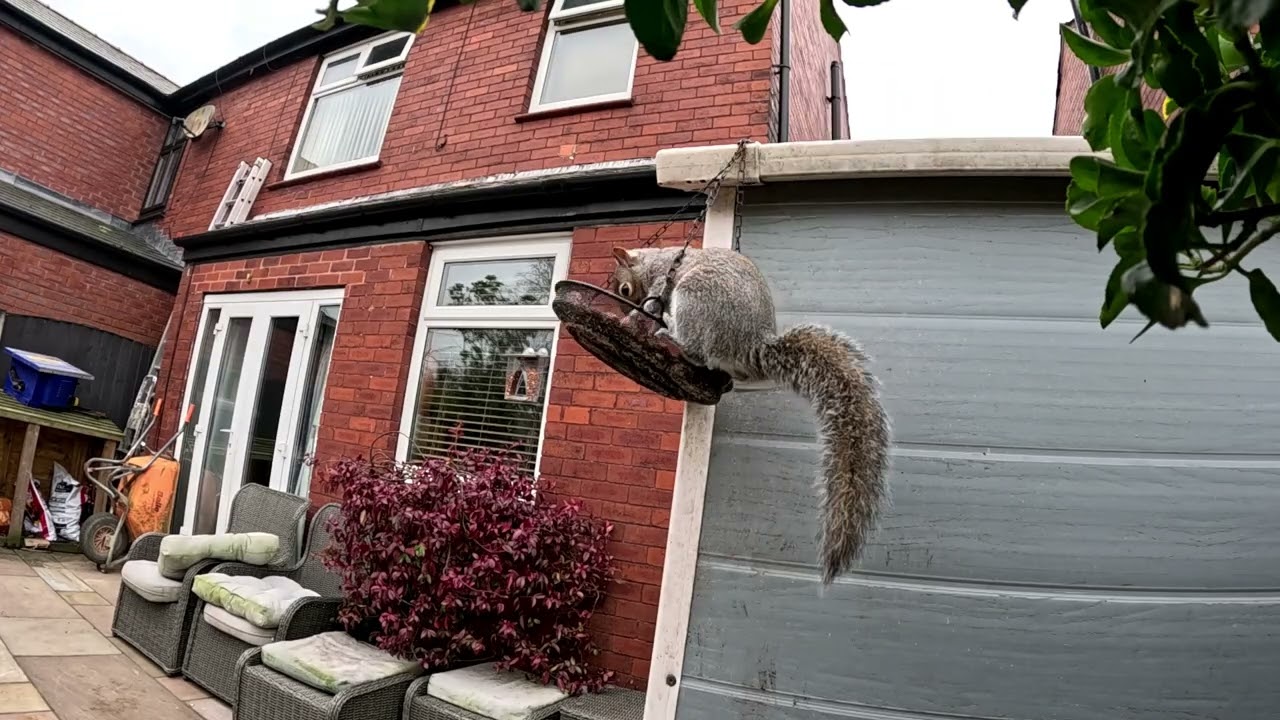 Bird ...... (and squirrel feeder) fun