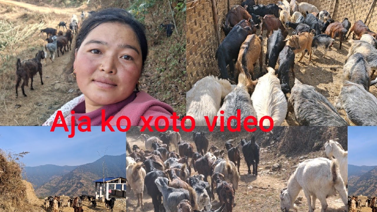 Luhai साथीहरू yo sabai bakhra haru बिक्री ma xa  @SastikaRai-dw3jo 