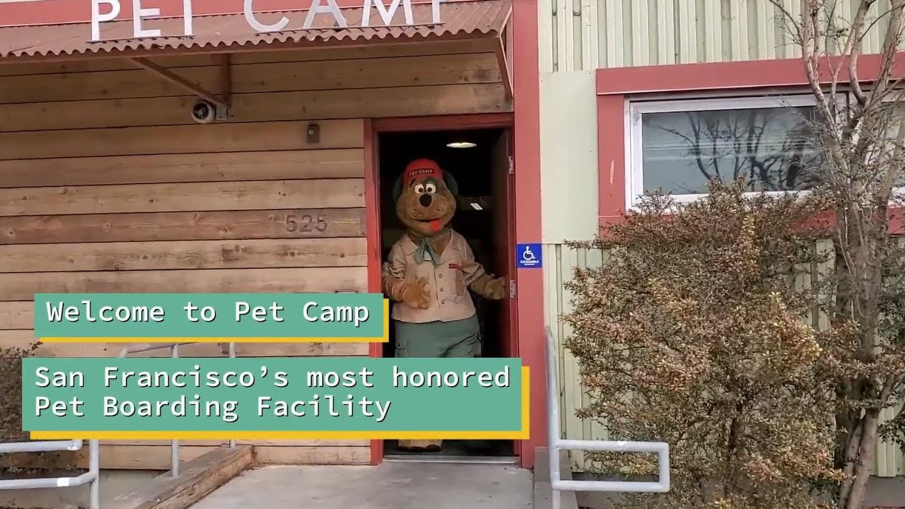 Main Campground Tour - Pet Camp | San Francisco's Most Trusted Dog Boarding Facility