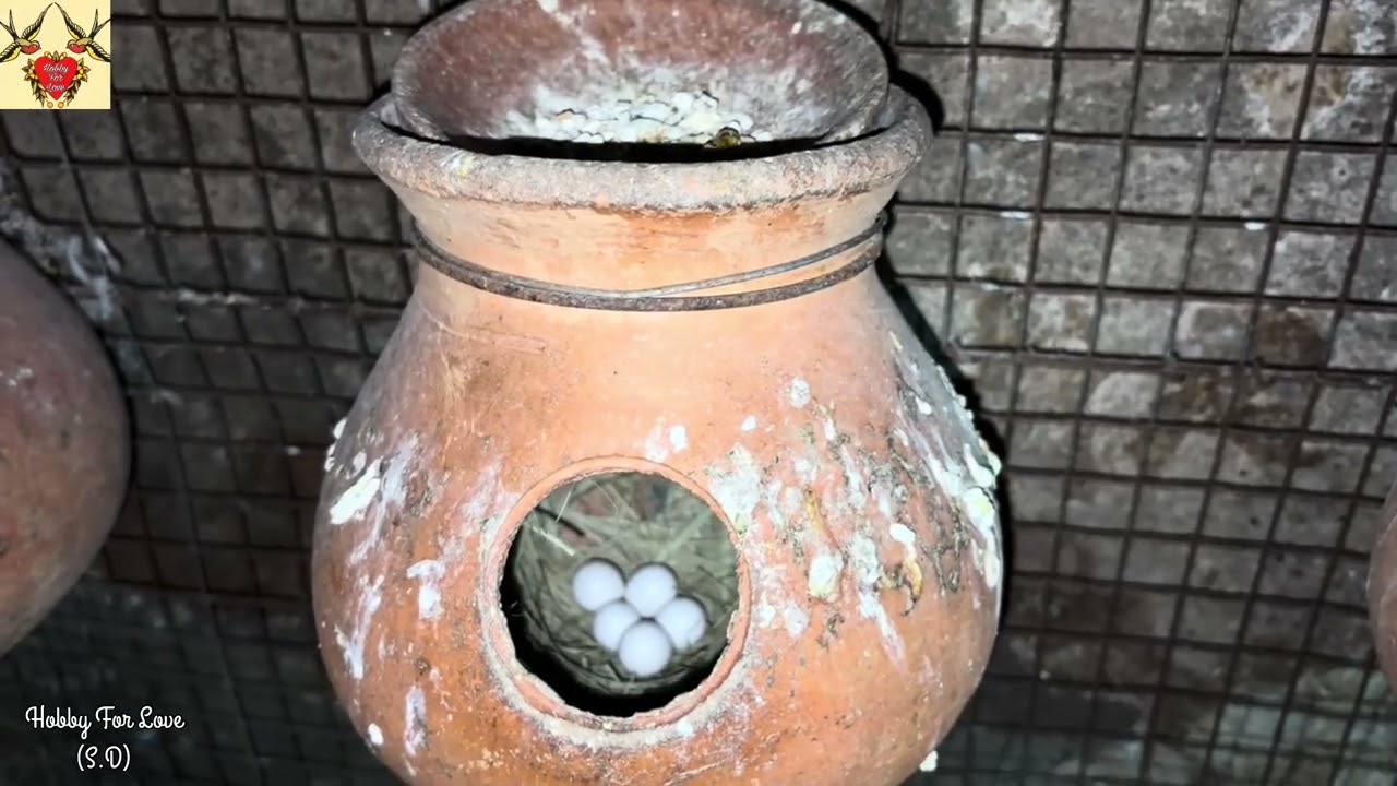 Java Sparrow Breeding Season-1. Red Eye Silver January 2026 #javasparrow