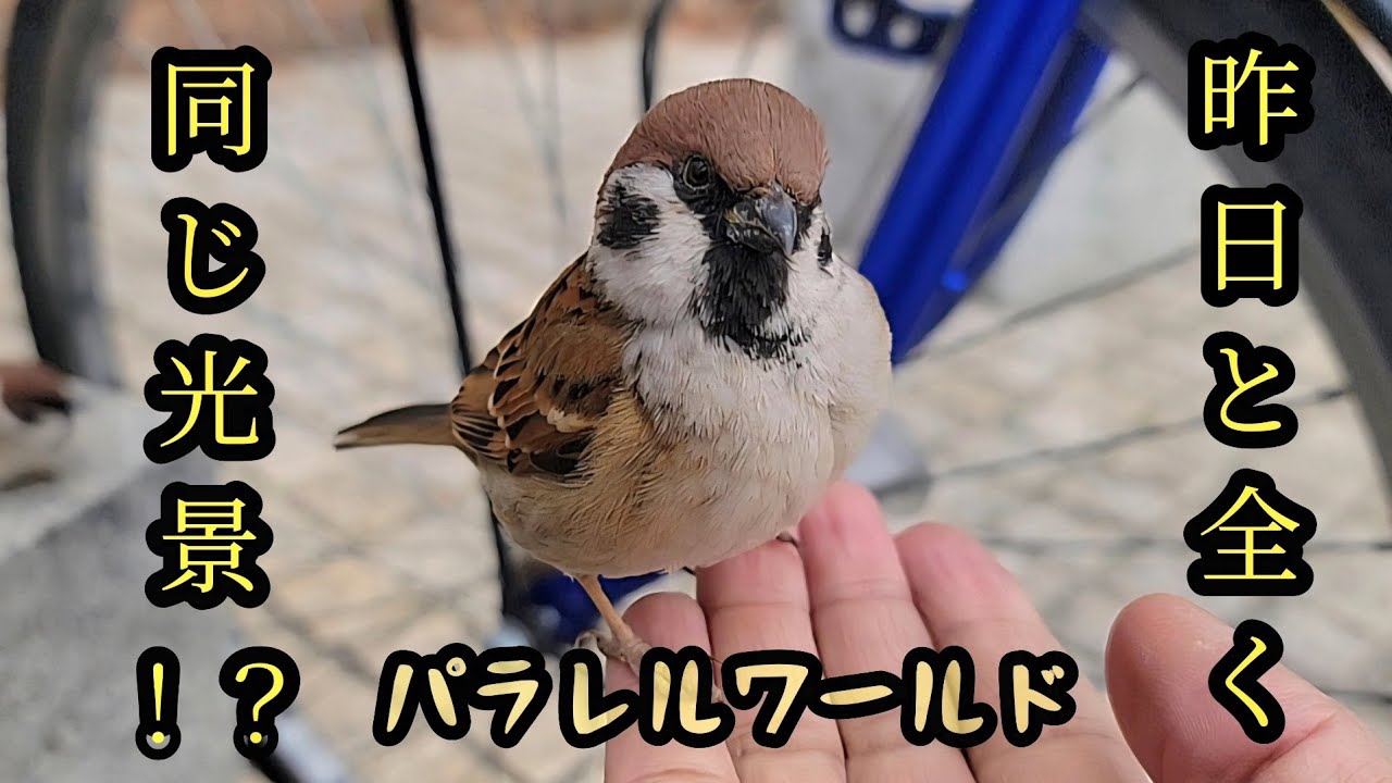 スズメパラレルワールド　【すずめ日記】