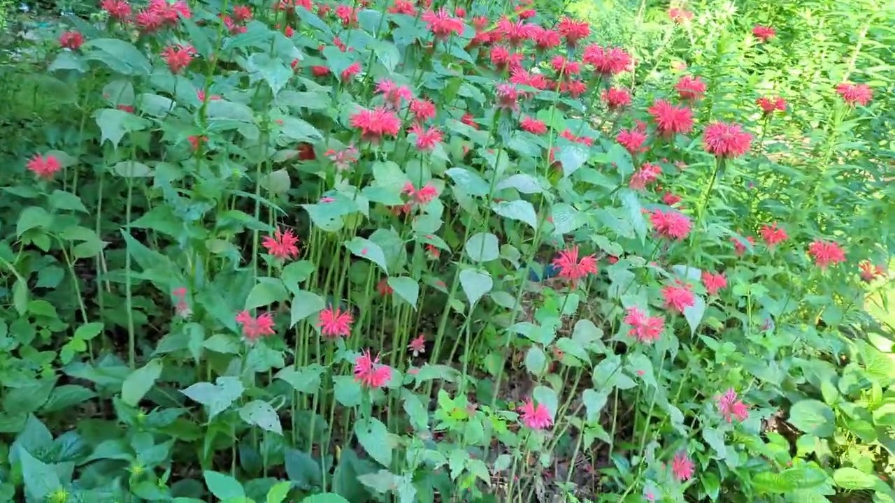 My garden July 14, 2023