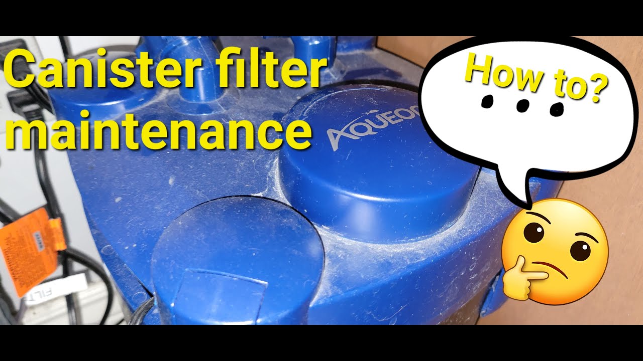 Why I Clean My Aqueon Canister Filter Every 2 Weeks (Deep Clean Tips)