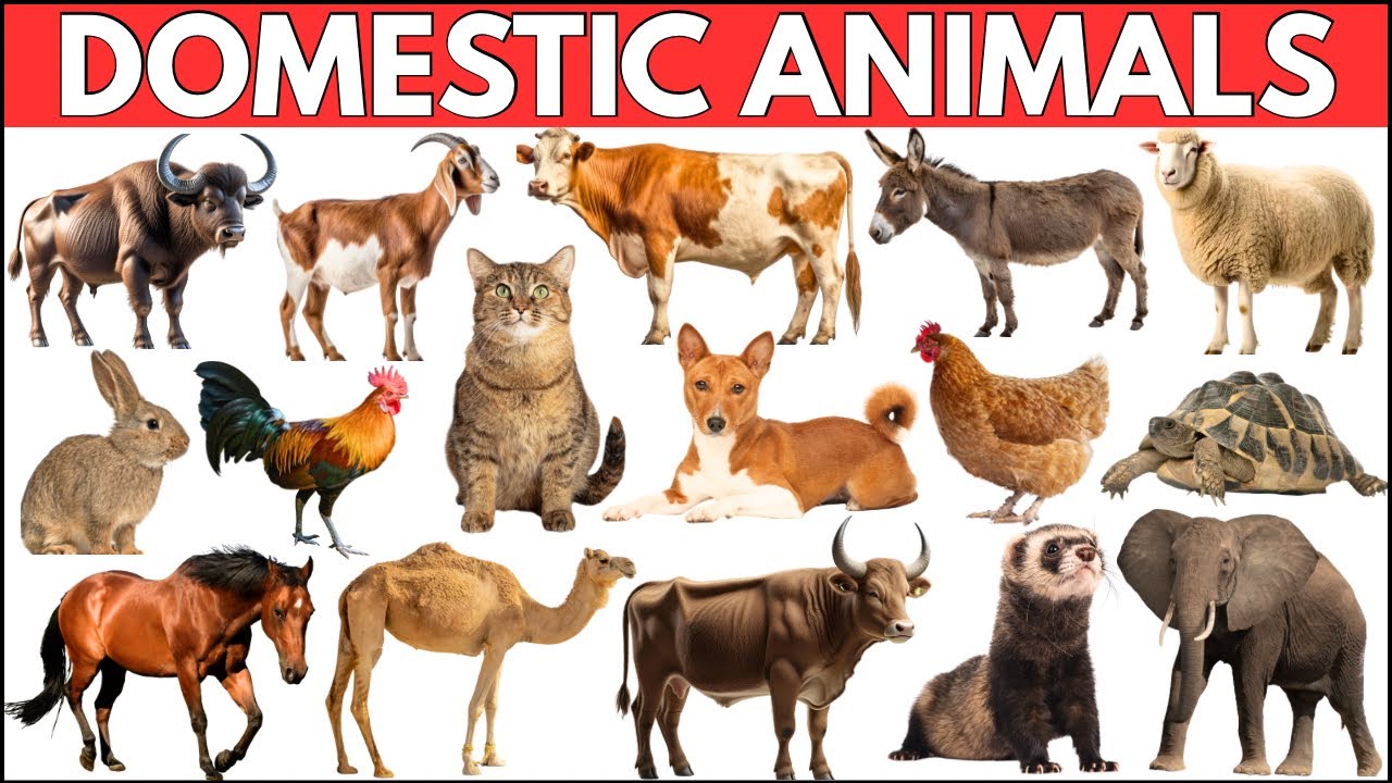 Domestic Animals | Farm Animal Names for Kids | Pet Animals Name with pictures & Sound