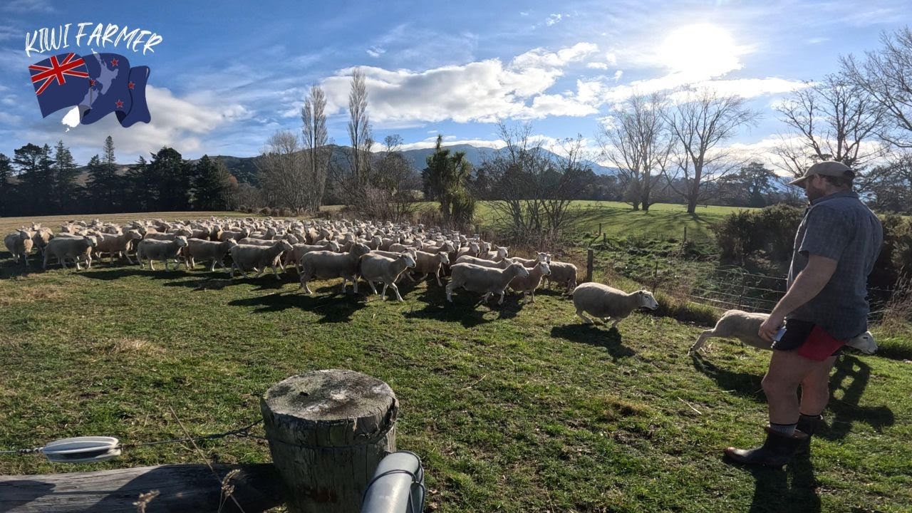 Set Stocking Ewes -  Lambing 2024