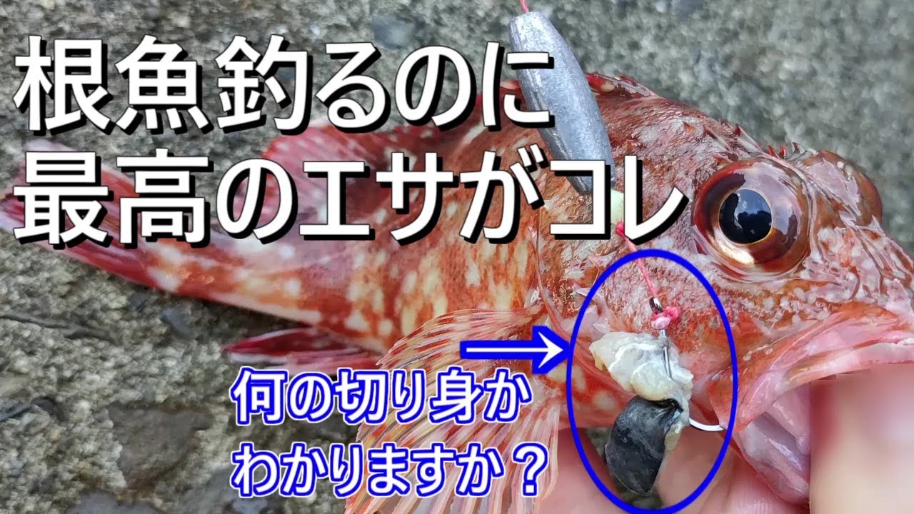 カサゴ釣り（ガシラ釣り）におすすめの餌がコレ