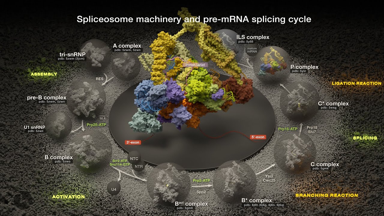 Molecular Mechanisms of Splicing: Spliceosome Machinery and Pre-Messenger RNA Splicing Cycle