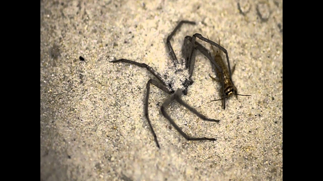 Sicarius terrosus Beutefang