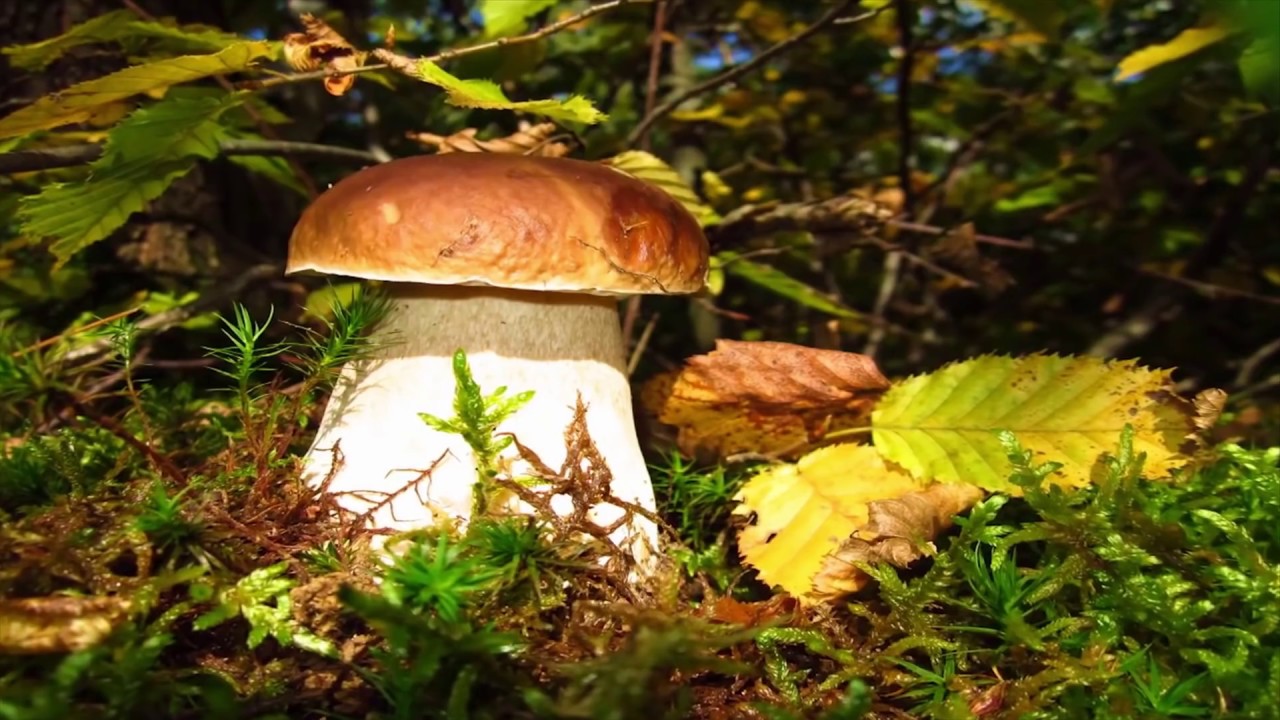 Funghi Porcini - Boletus Edulis 2019 #3
