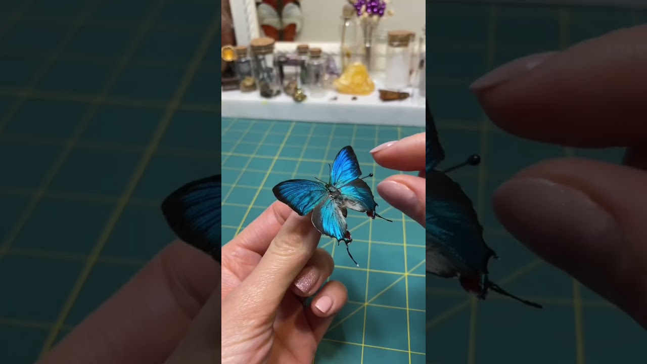 Evenus regalis butterfly from MEXICO