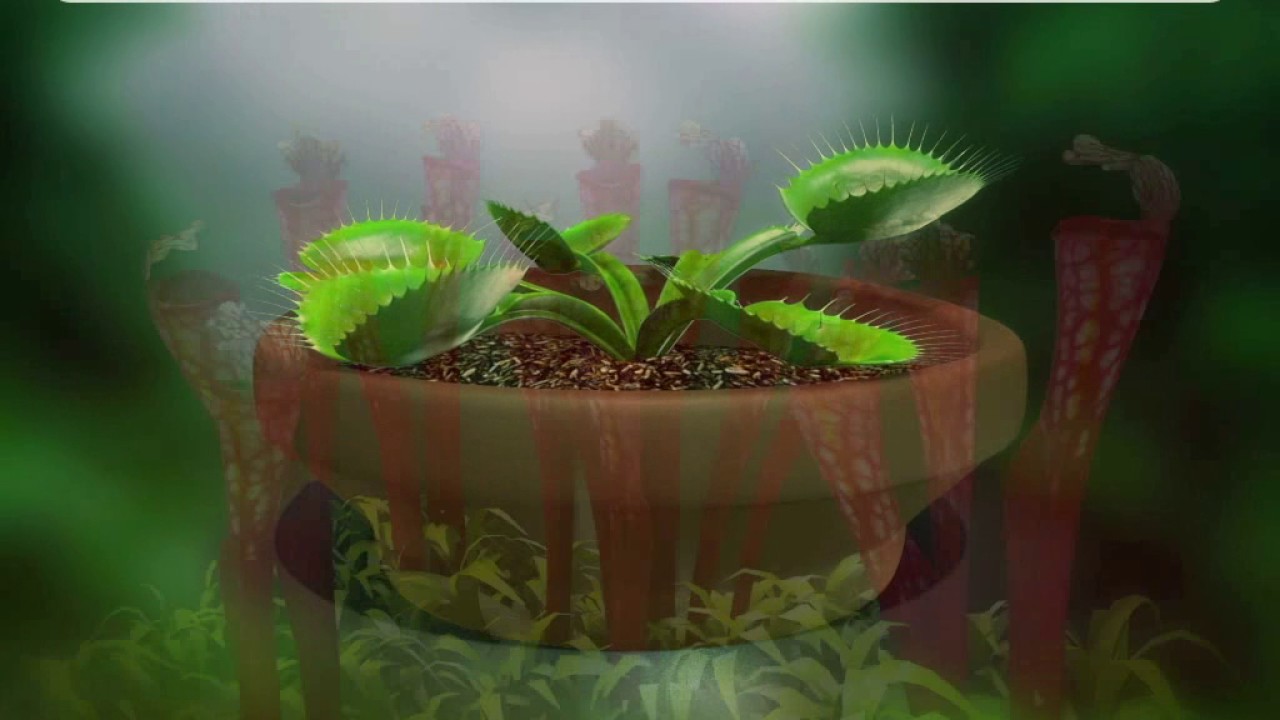 Leaf Modification - Iken Edu - CBSE - ICSE