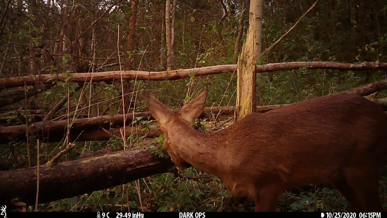 Een maandje wildcamera