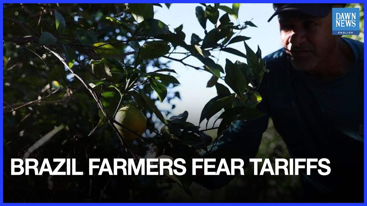 Brazilian Farmers Fear Trump Tariffs Threaten 'World's Best' Juice | Dawn News English