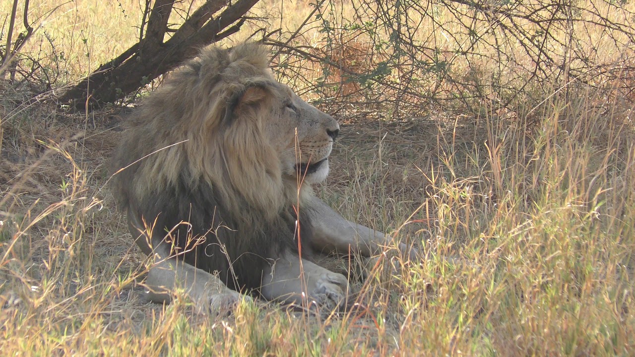 17102018 Savuti male lion!